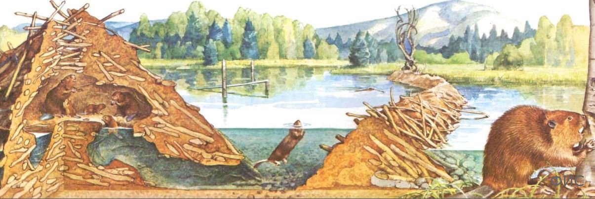 Плотина бобров
