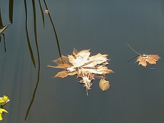 Счастье иль горе?