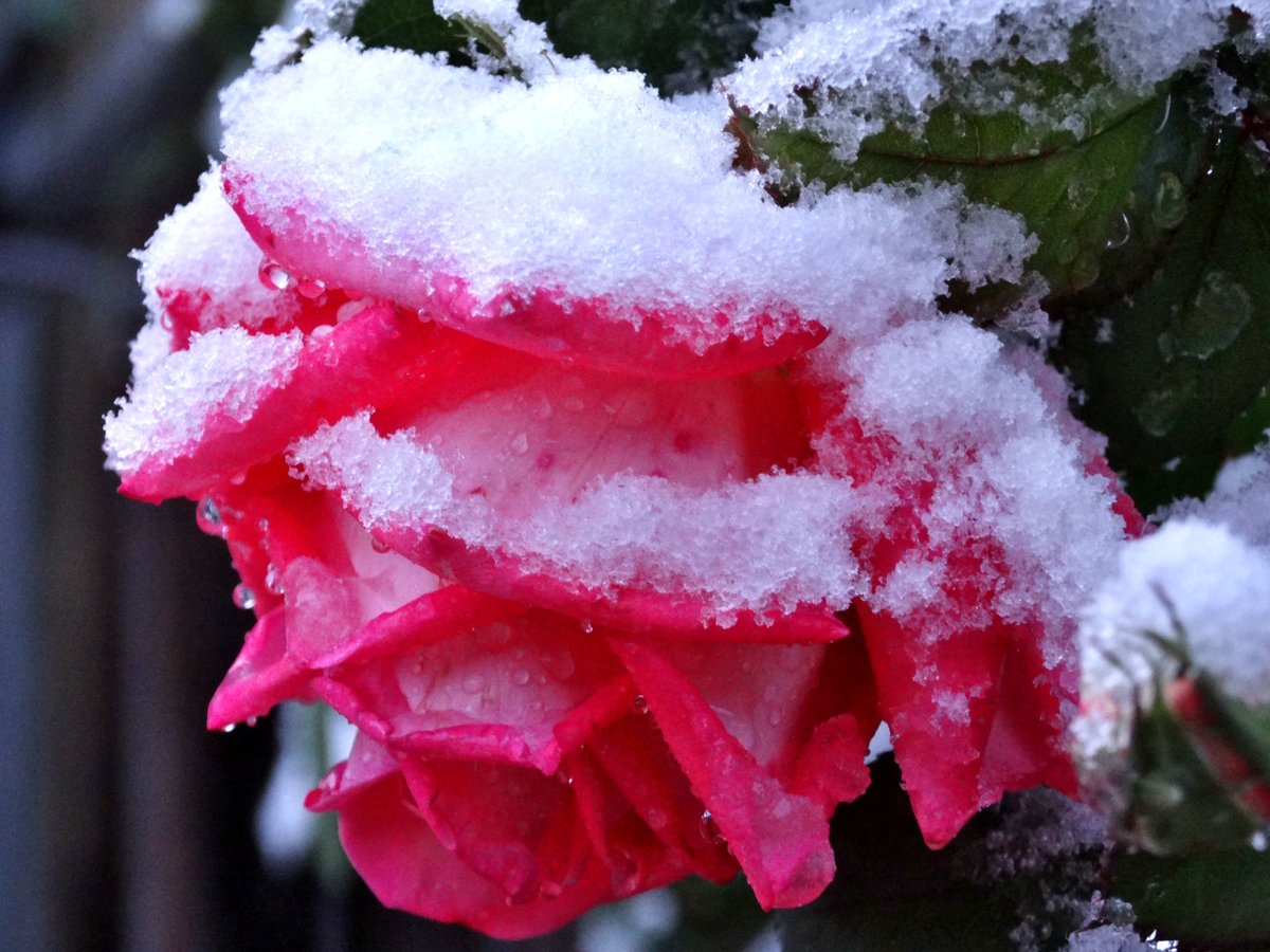 Розы снег красиво. Розы на снегу. Розы зимой. Красивые розы на снегу.