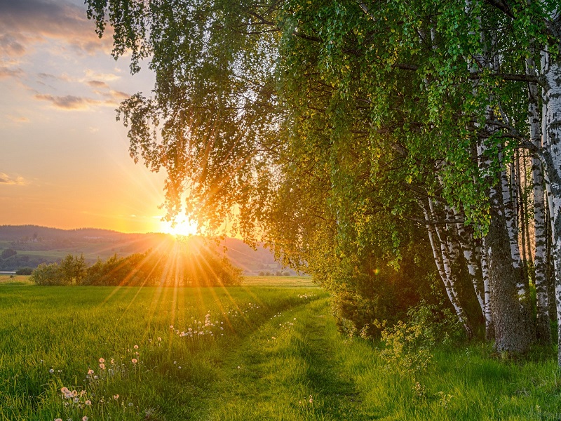 Рощи зелёные