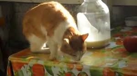 А коту сметанка