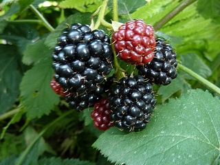 Ежевика-недотрога