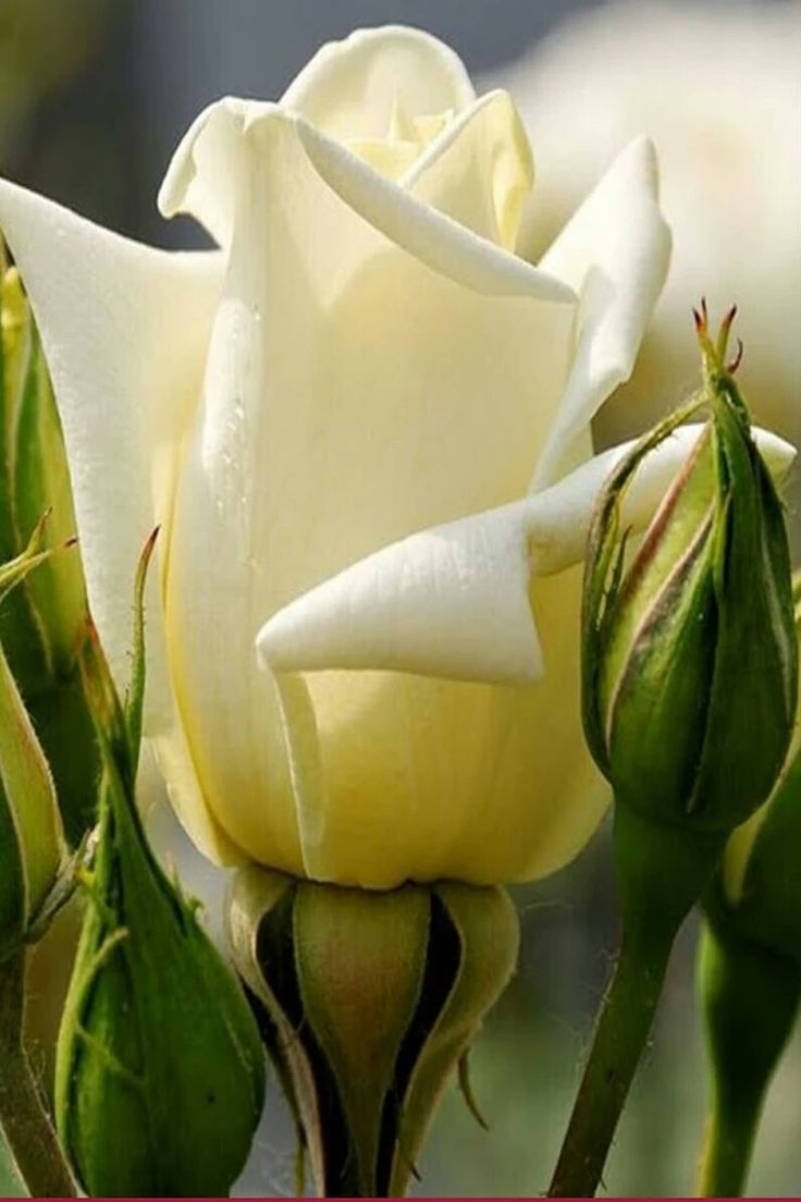 Самый, самый, самый я