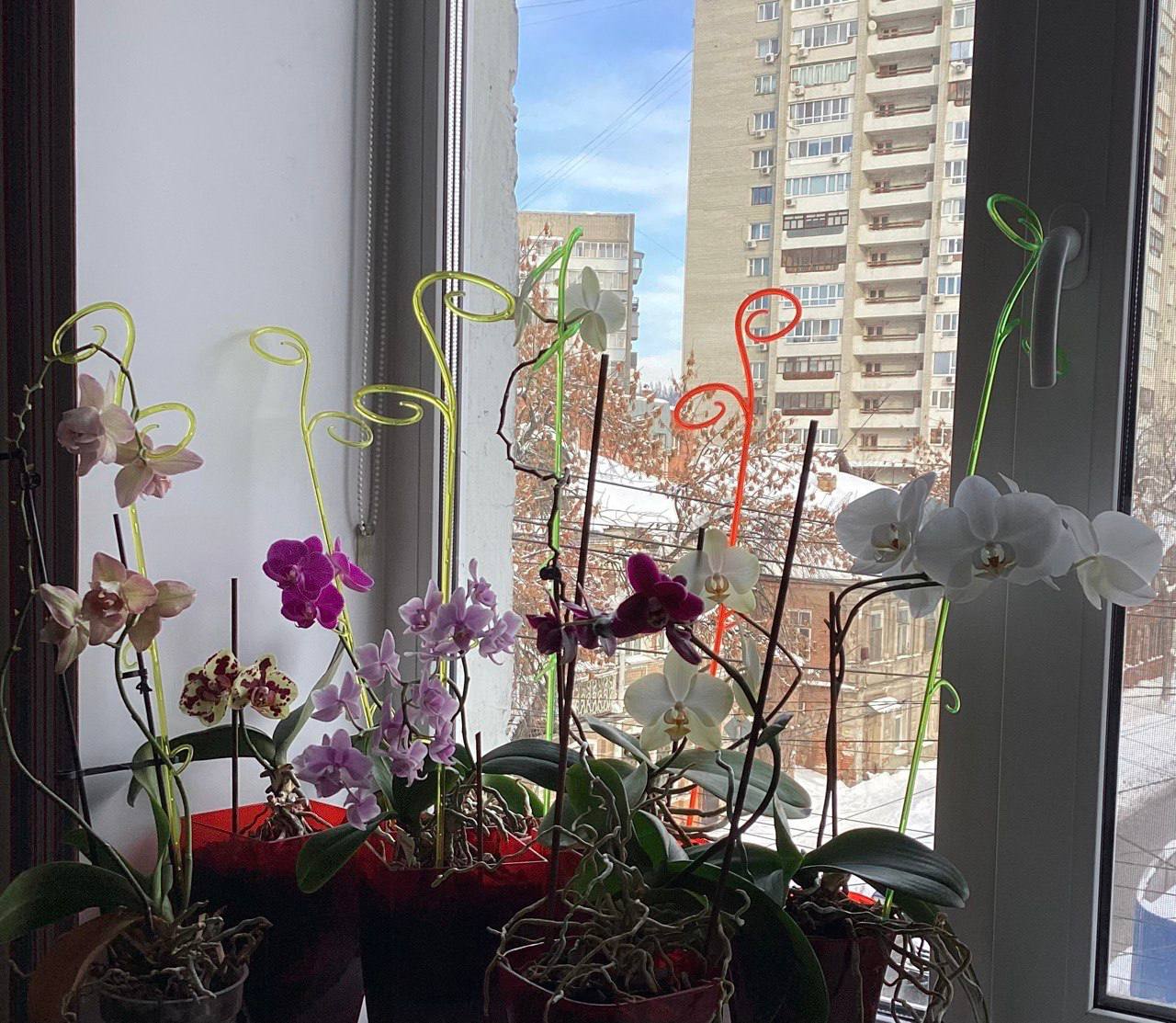 Венерин башмачок