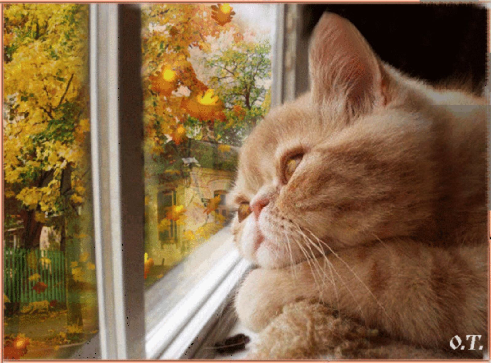 Хорошего дня грустная. Окно осень. Рыжий кот скучает. Кот на окне. Осень кот на окошке.
