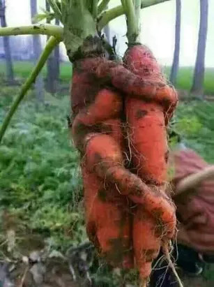 Невиданное диво...