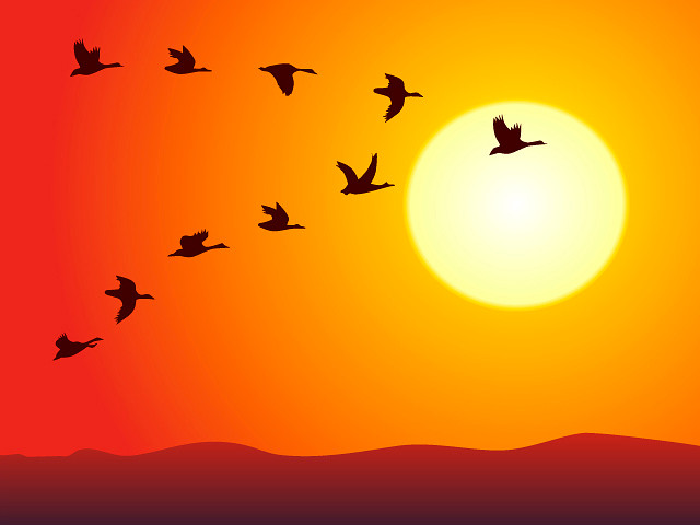 Kрик гусиной стаи