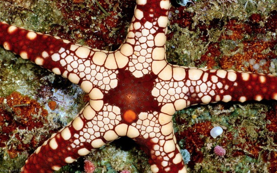 Морские стишата. Надежда Шемякина