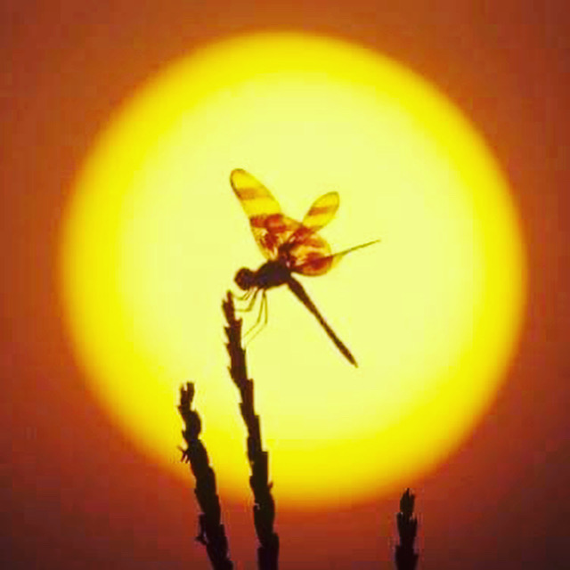 Музыка жизни!