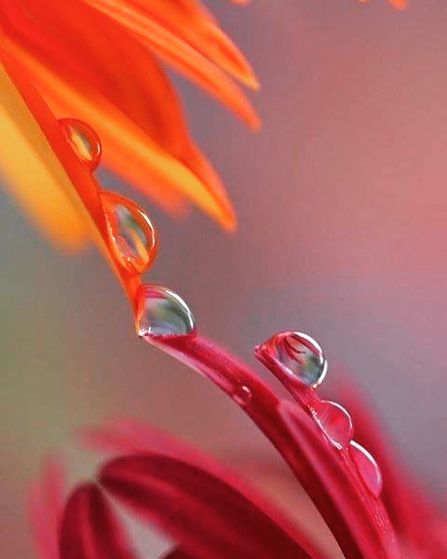 Бренное тело покинет печаль