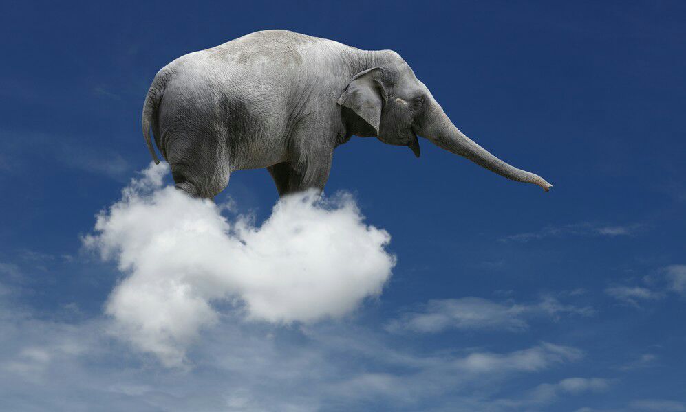 Сегодня мой слон...