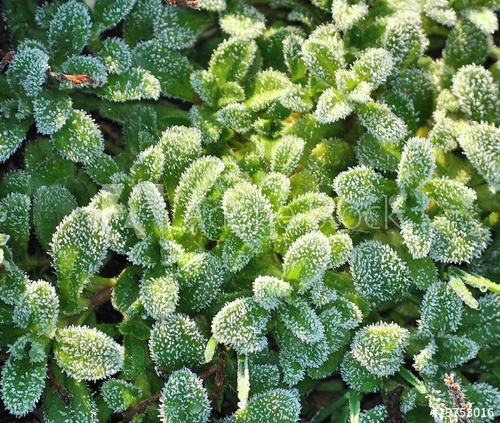 День, как изумруд