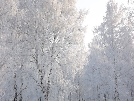 Знаю, что зима обманет вьюгой