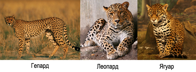Ягуар леопард гепард отличия. Ягуар леопард гепард отличия. Отличия шкпард окопард ягуар. Гепард леопард ягуар. Гепард и леопард и ягуар и пантера.
