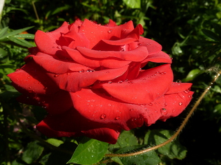 Я, как безумная, люблю