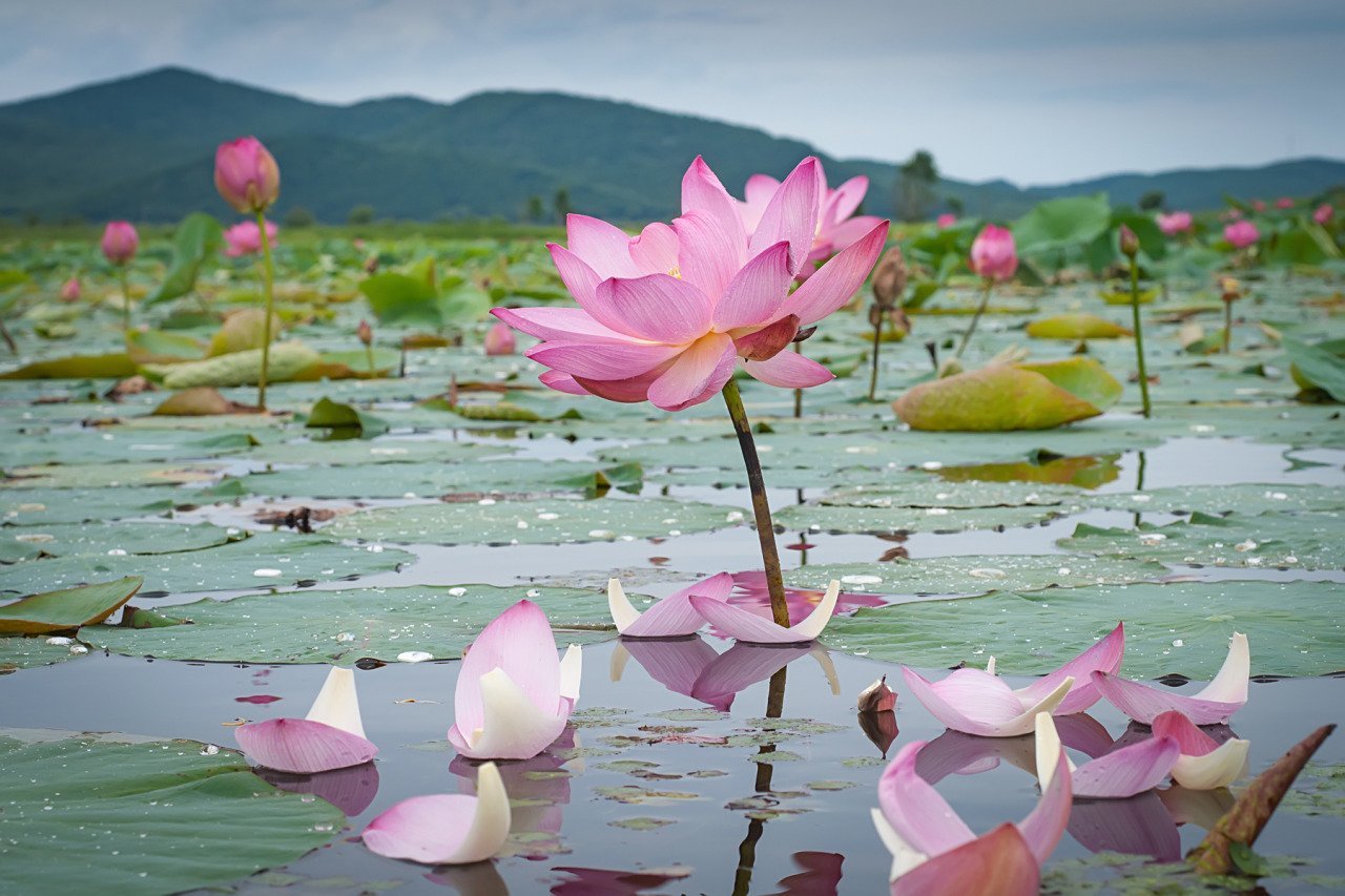 Нежный лотос воскрес...