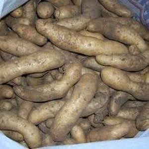 Купить Семенной Картофель Дрова Где Можно