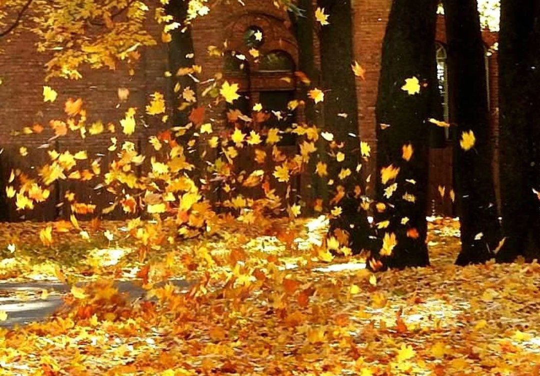 Он любит играть листьями. Осенний листопад. Листопад в саду. Осенние листья кружат. Осень кружатся листья.