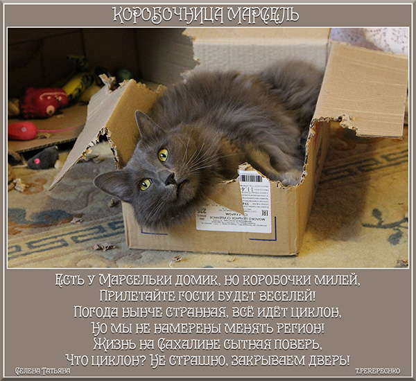 Коробочница Марсель