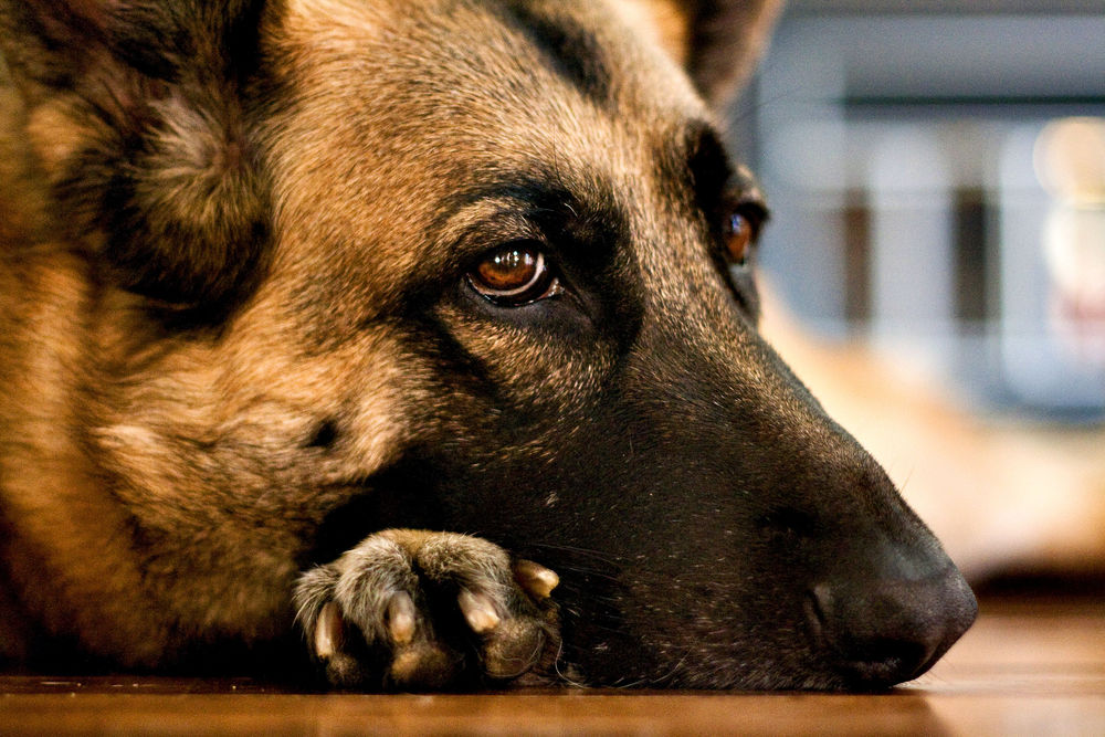 Пёс и клоун