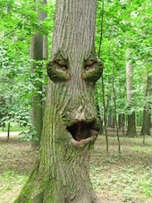 Дубы и лохи