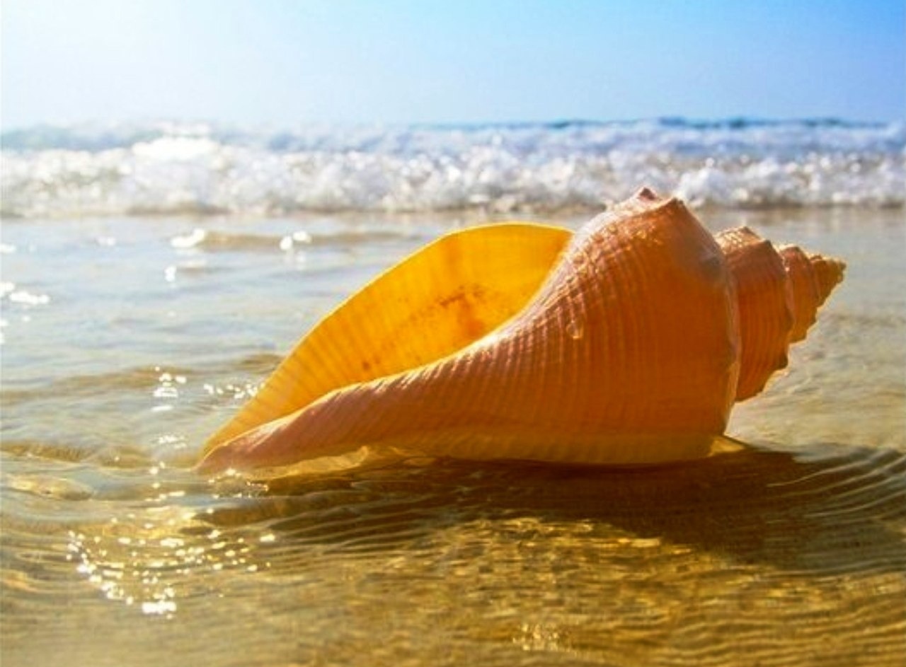 Ракушки желтого моря