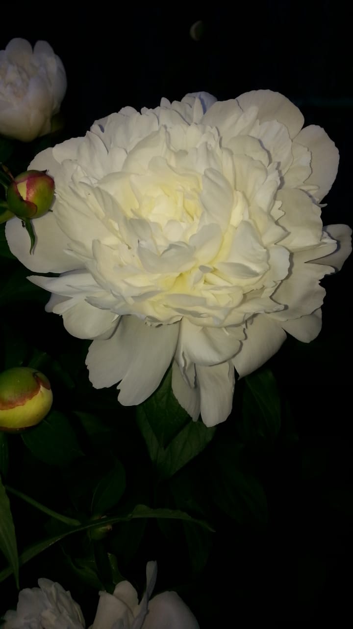 Пионов нежный цвет...