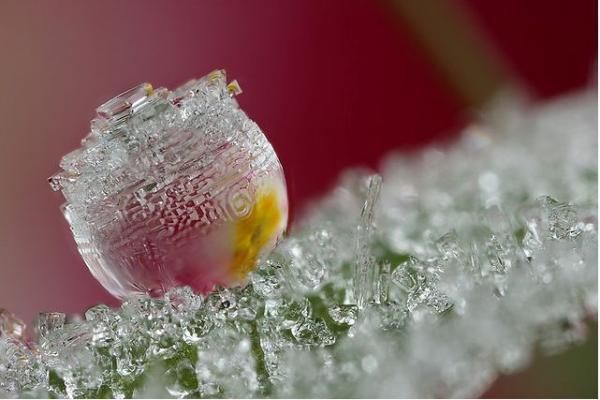 Ледовые росы