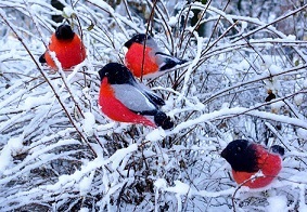 Холод, снег. Безглагольное