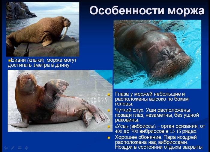Строение моржа