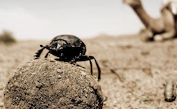 Простой жучок