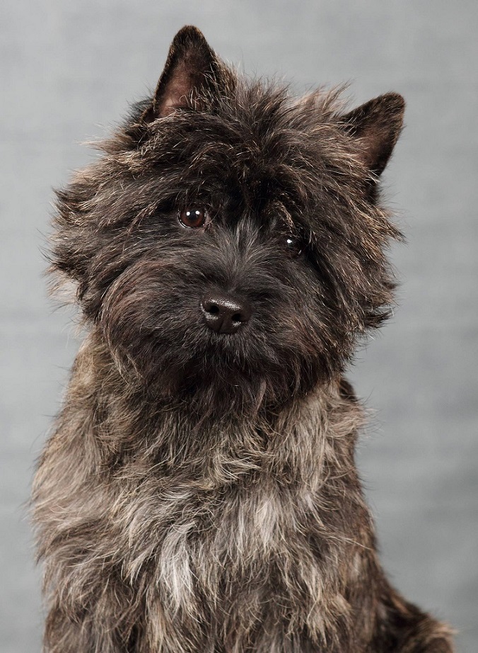 Двести десять собак