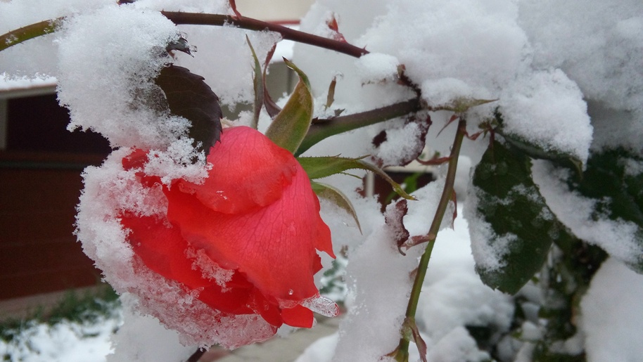 Вот-вот на днях придёт зима