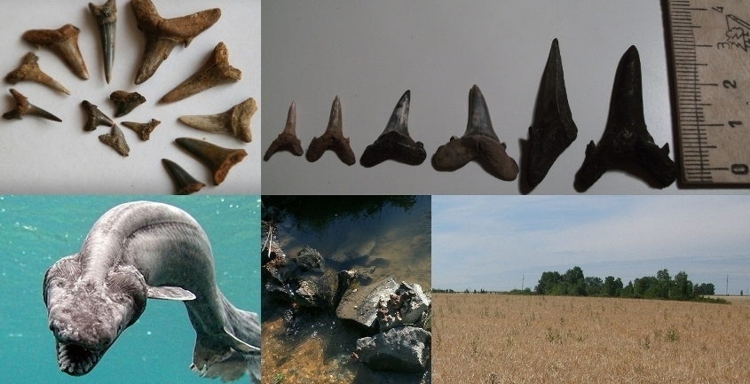 Бивни мамонта - это банально, они просто лежат...