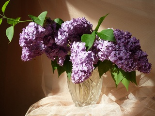 Больничная симфония