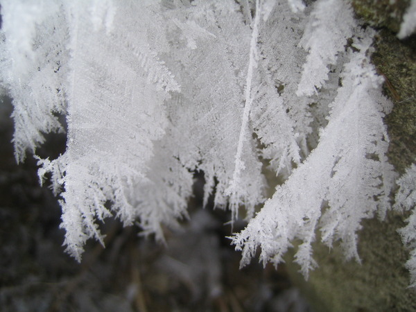 Красива березка и в зимнюю пору