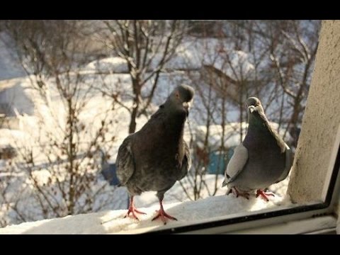 У окошка