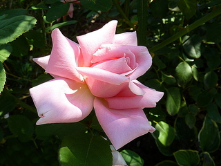 Как обожгли тугие губы