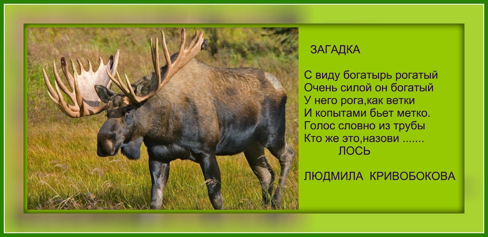 Загадка про лося