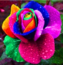 Счастливо жить