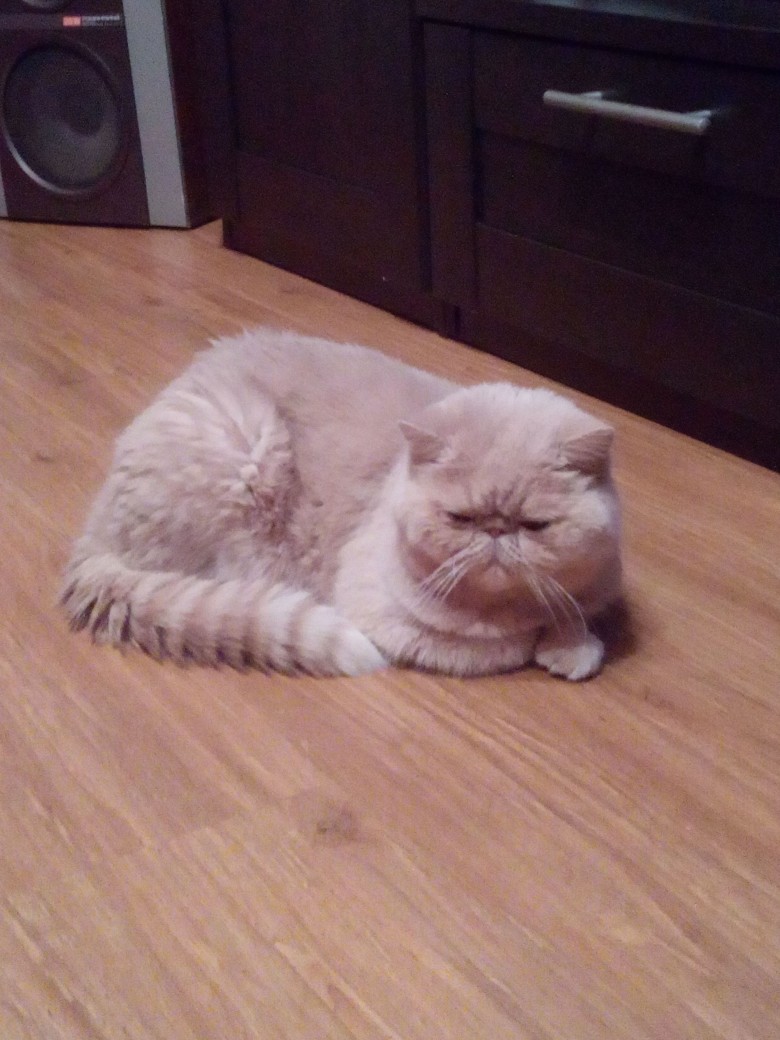 Кошачьи нежности