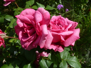 Губ безумства я коснулась