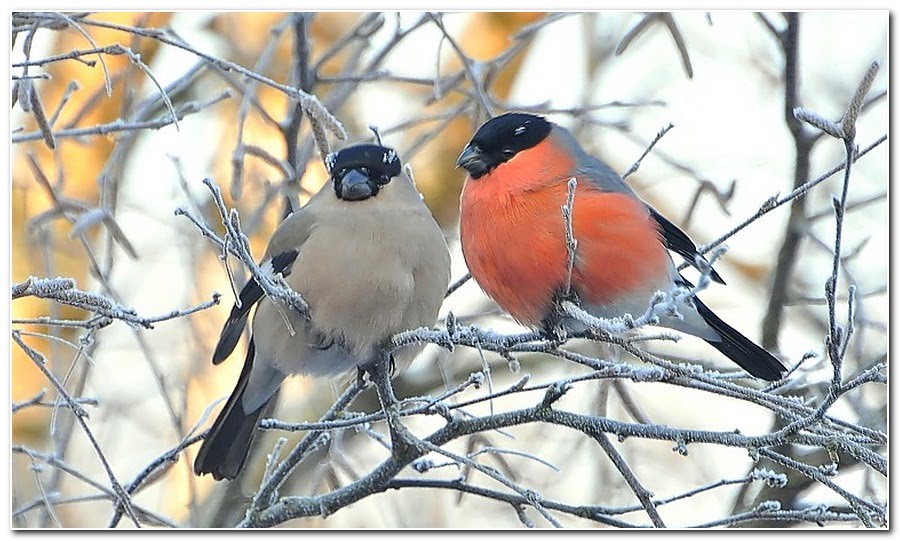 Здравствуй зимушка зима...