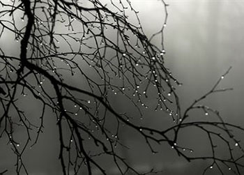 Дождь в декабре