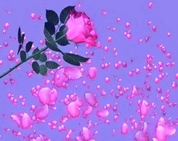 Как с розовых цветков