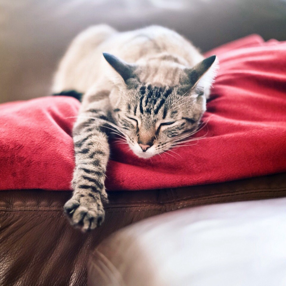 Тойгер кошка