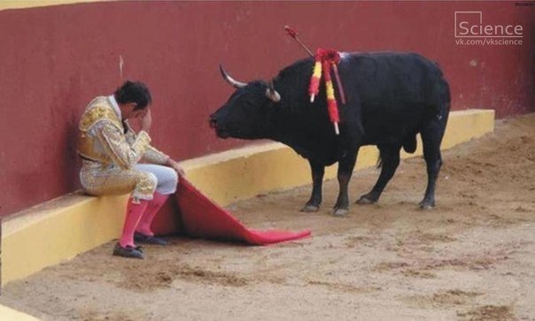 Коррида (Стас Петров 2) / Стихи.ру