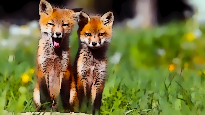 Две сестрички, две лисички