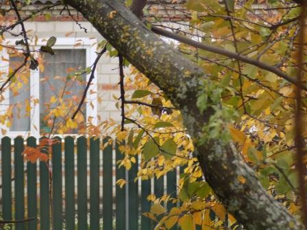 Здесь твой дом. Веселинка Стойкович