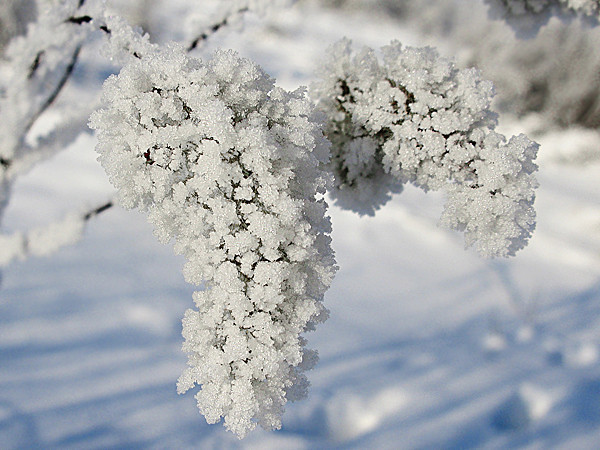 Белой сиренью куст нарядился